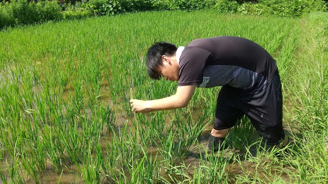再生水で水稲栽培！秋田高専が酒造好適米を栽培し，特別限定醸造酒に！